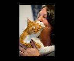Katzenverhaltensberatung - Tierkommunikation - Energetik - Tiersitting